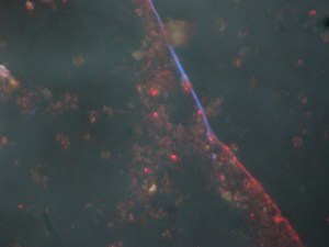 The same fungal hyphae as seen through an epifluorescence microscope - the blue parts are inactive, the red parts are active (image by An Vos)