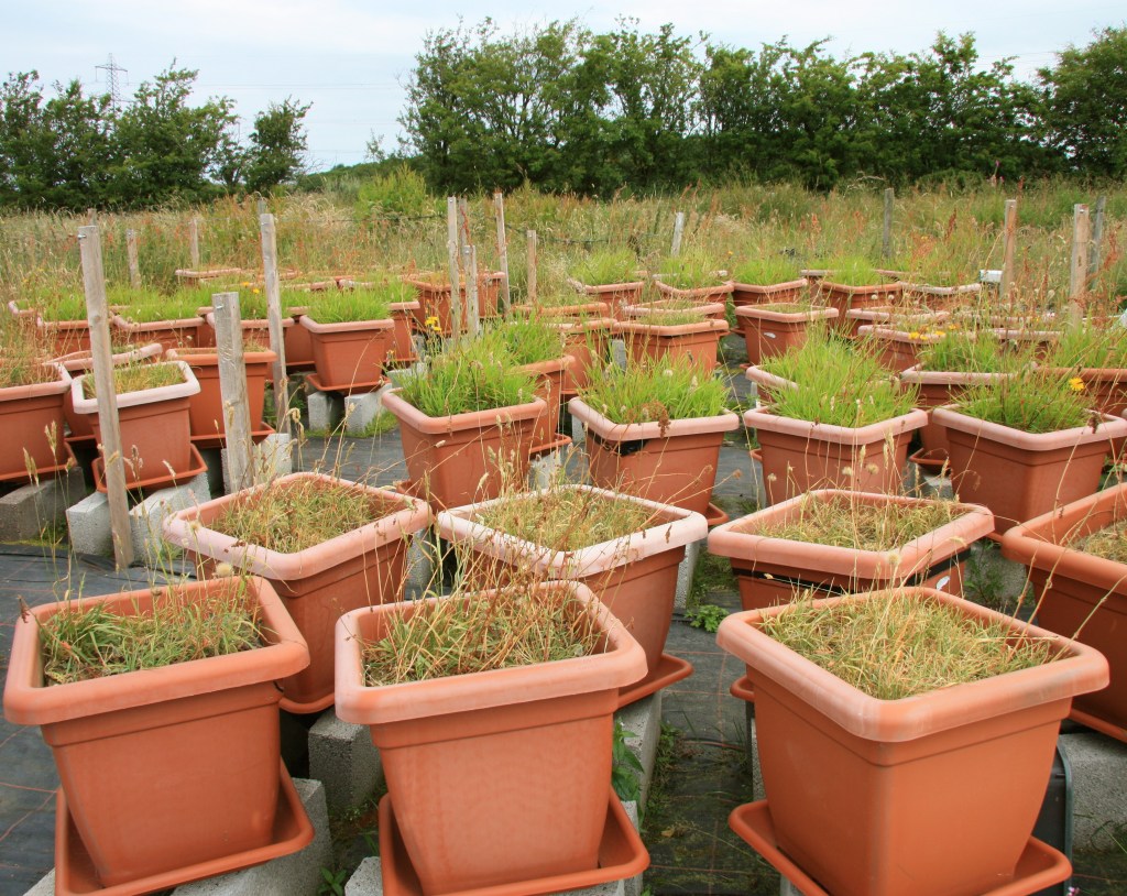 Does this look dire? Then take a look at what's happening belowground! Pots from my on-going drought experiment.